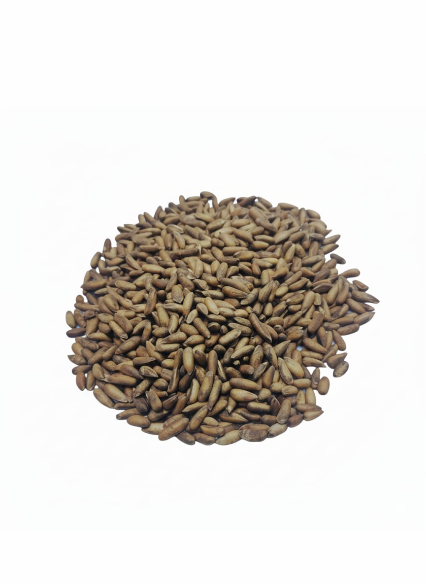 Chilghoza Pine Nuts (چلغوزہ) SPOS-0024 - Image 1